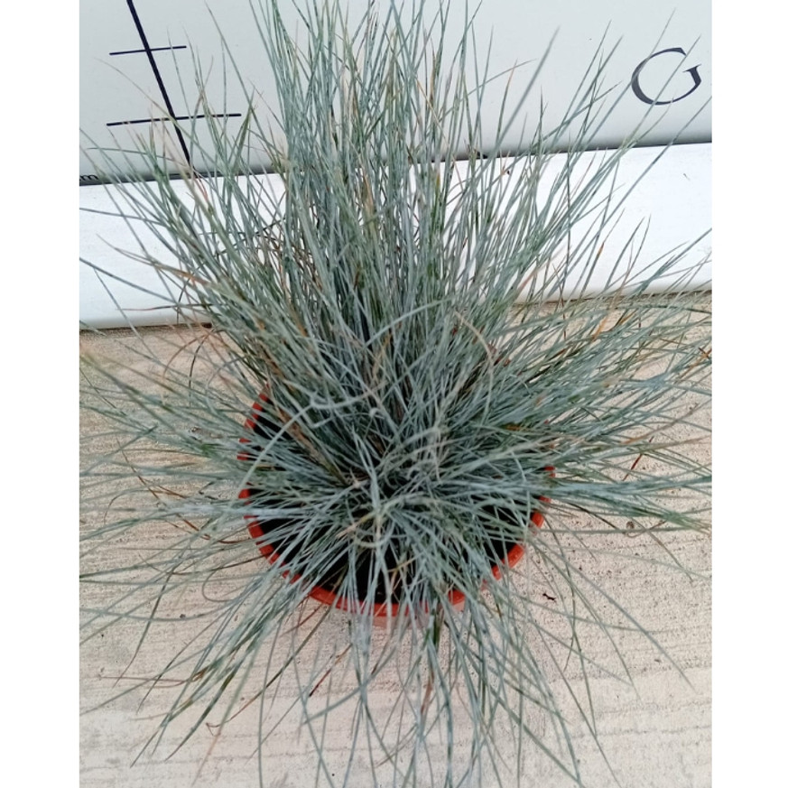 Festuca glauca CS14 - Ezüst deres csenkesz