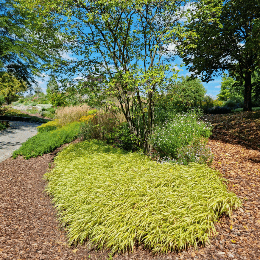 Hakonechloa macra All Gold CS13 - Aranysárga szálkafű