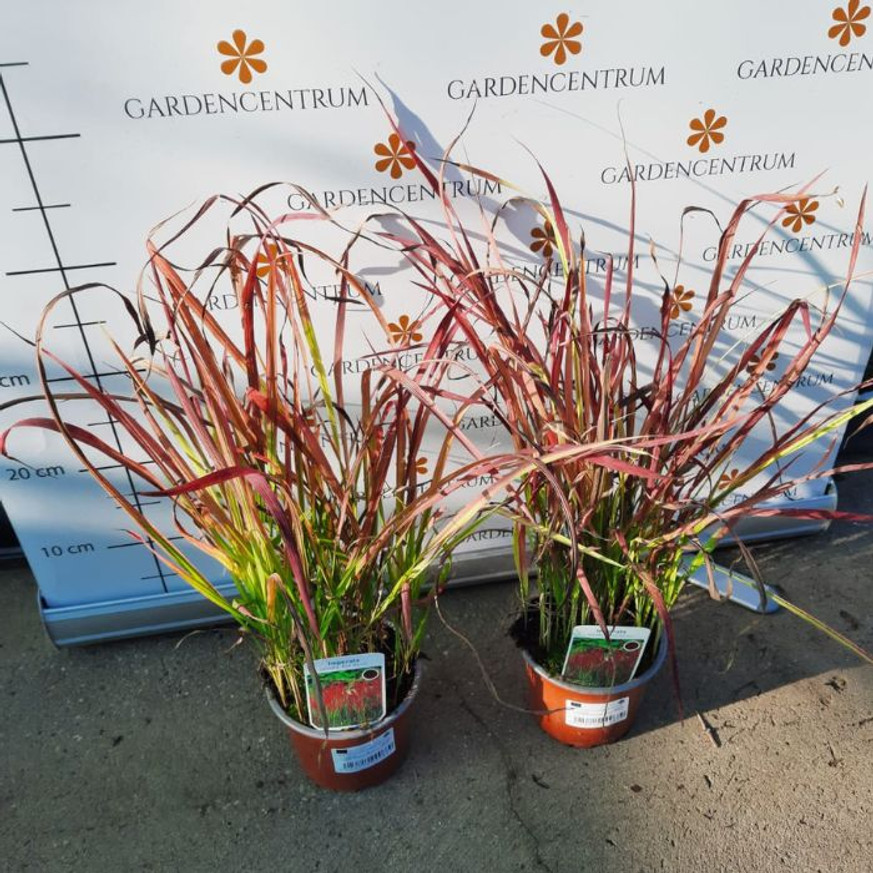 Imperata cylindrica Red Baron CS14 - Alangfű Imperata cylindrica Red Baron CS14 - Alangfű
