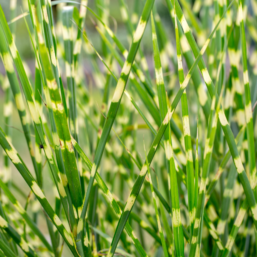 Miscanthus sinensis Zebrinus - Csíkos zebrafű