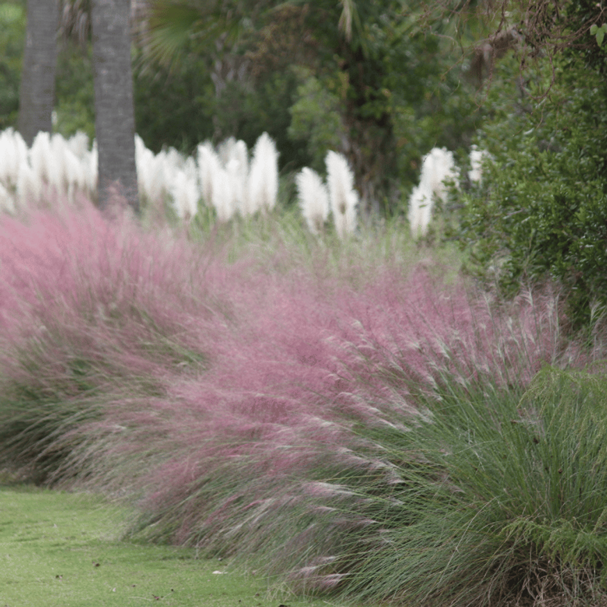 Muhlenbergia sp - Vattacukorfű Muhlenbergia sp - Vattacukorfű