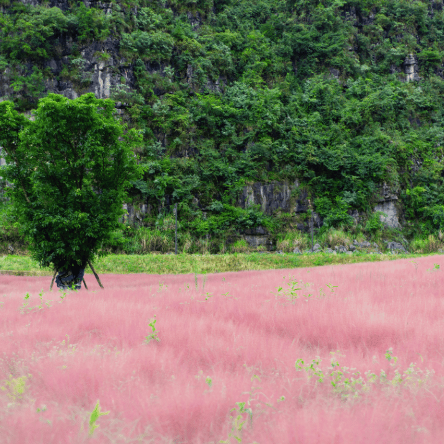 Muhlenbergia sp - Vattacukorfű Muhlenbergia sp - Vattacukorfű