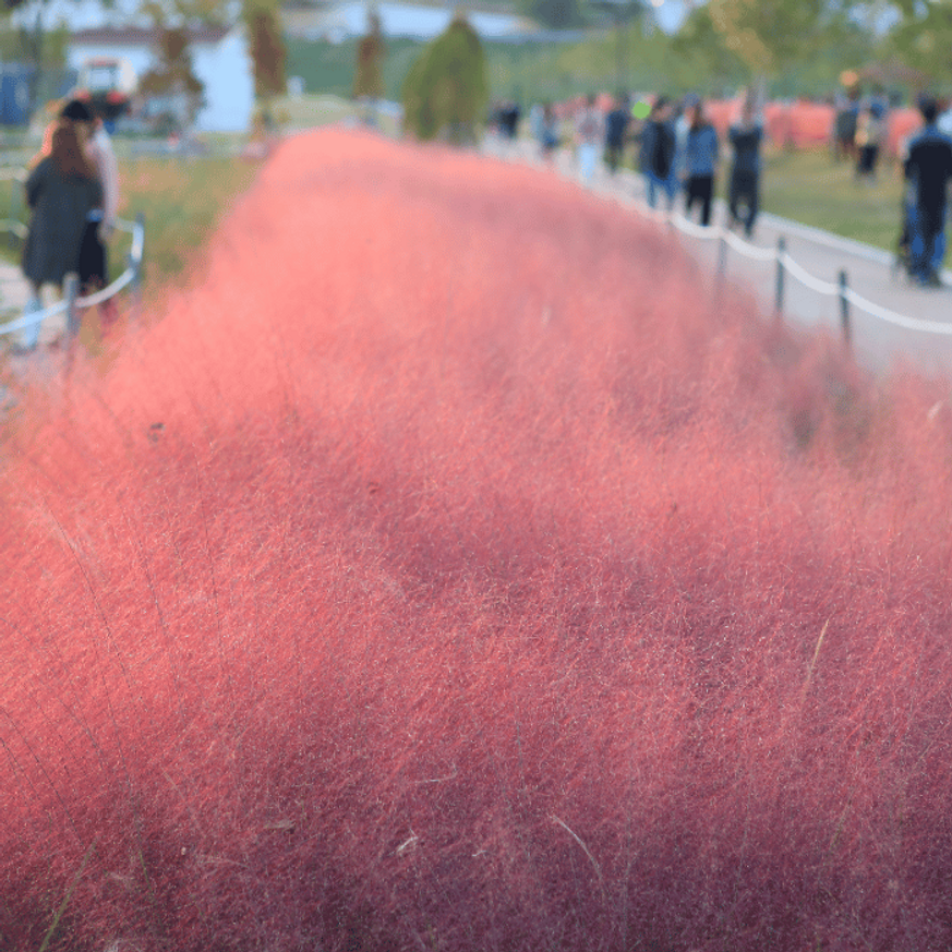 Muhlenbergia sp - Vattacukorfű Muhlenbergia sp - Vattacukorfű