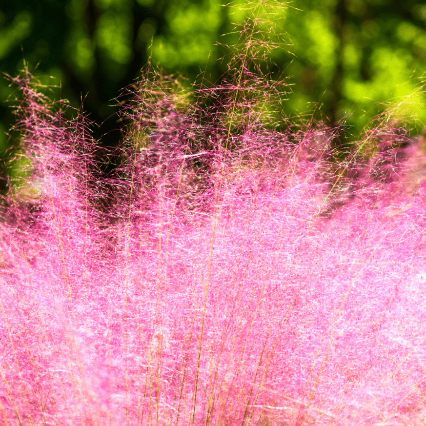 Muhlenbergia sp - Vattacukorfű