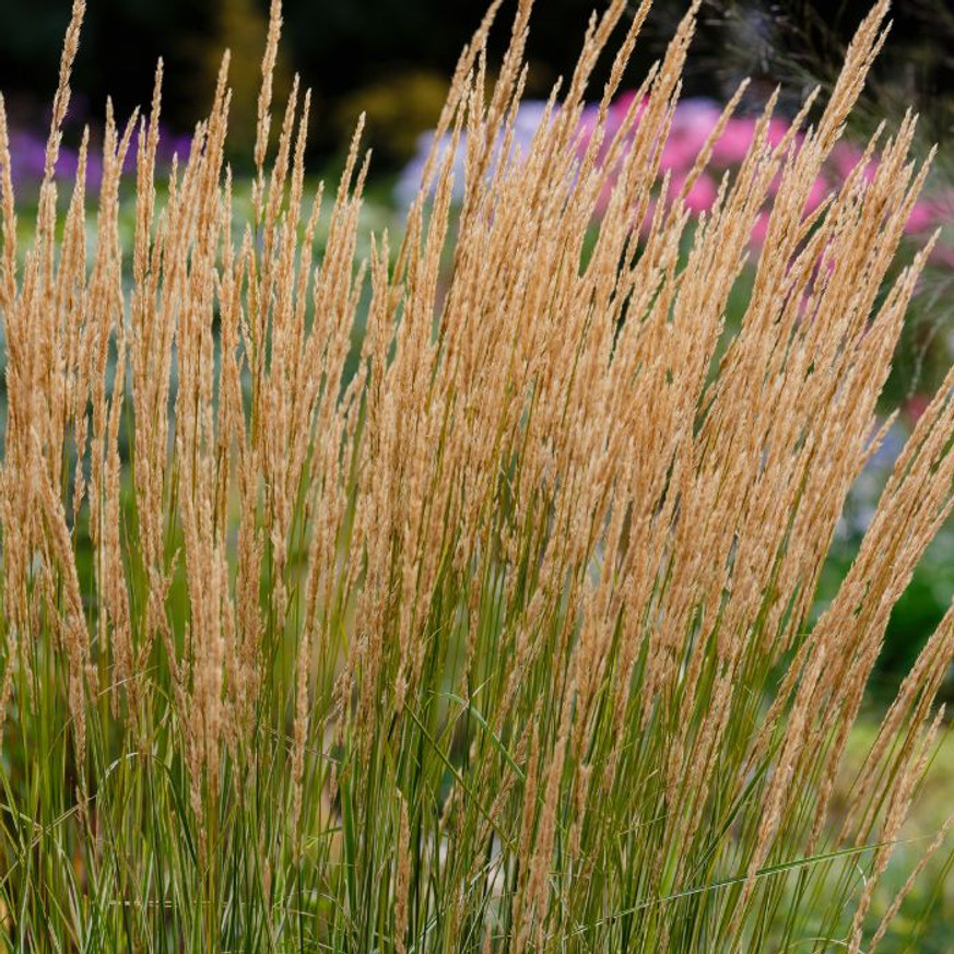 Calamagrostis x acutiflora Karl Foerster - Nádtippan Calamagrostis x acutiflora Karl Foerster - Nádtippan