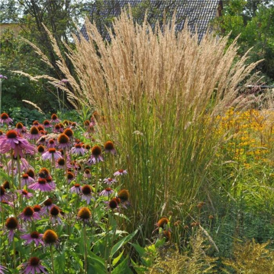 Calamagrostis x acutiflora Karl Foerster - Nádtippan Calamagrostis x acutiflora Karl Foerster - Nádtippan