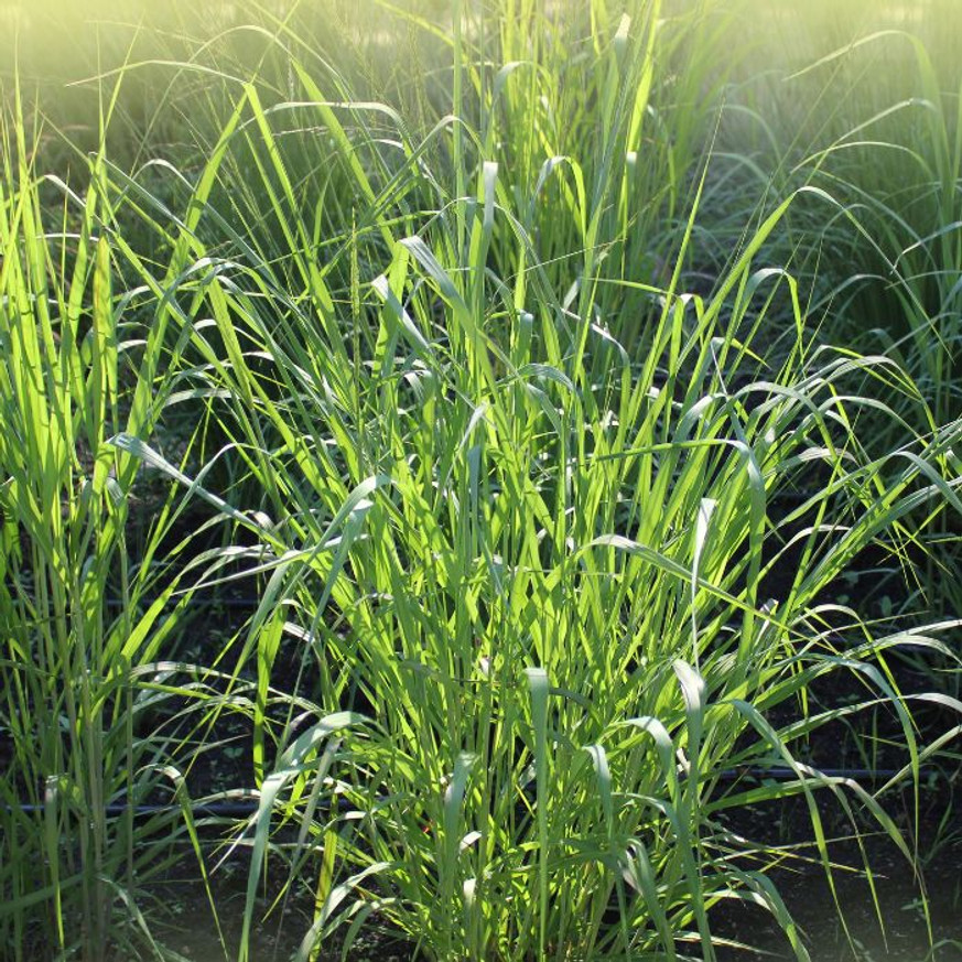 Panicum virgatum Northwind - Vesszős köles