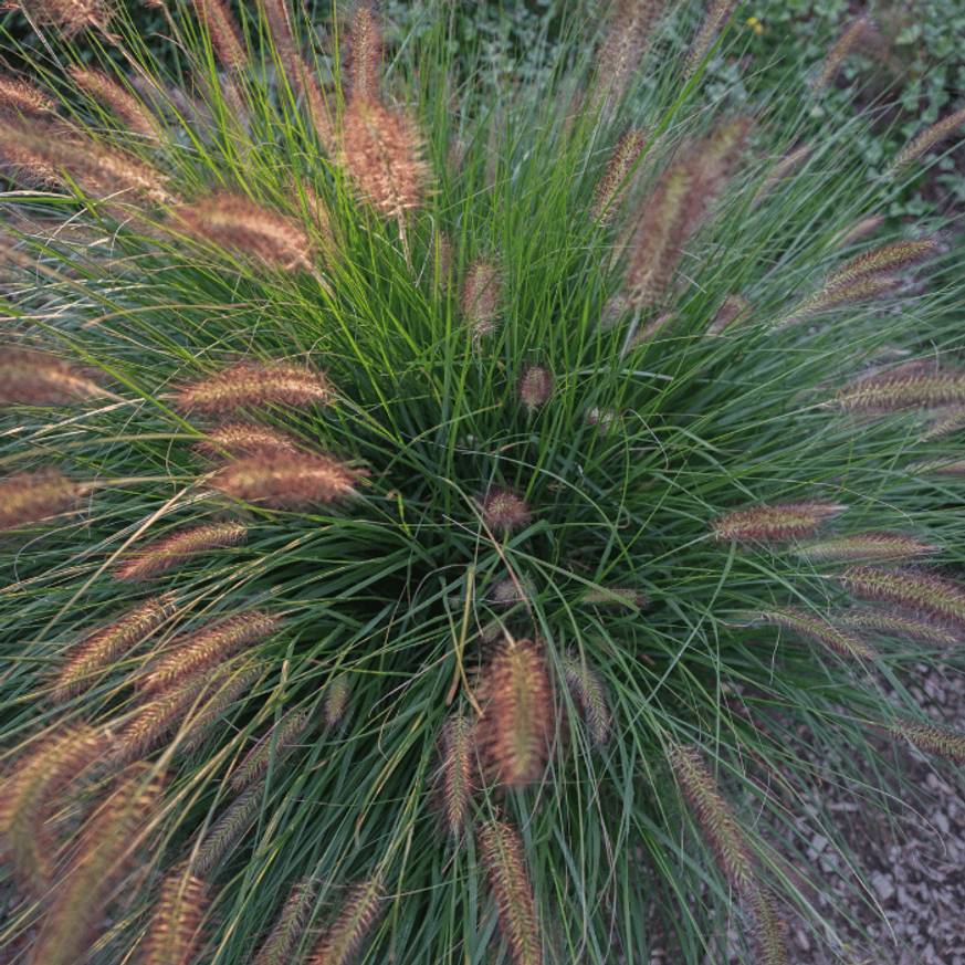 Pennisetum alopecuroides K2 - Barna bugájú tollborzfű