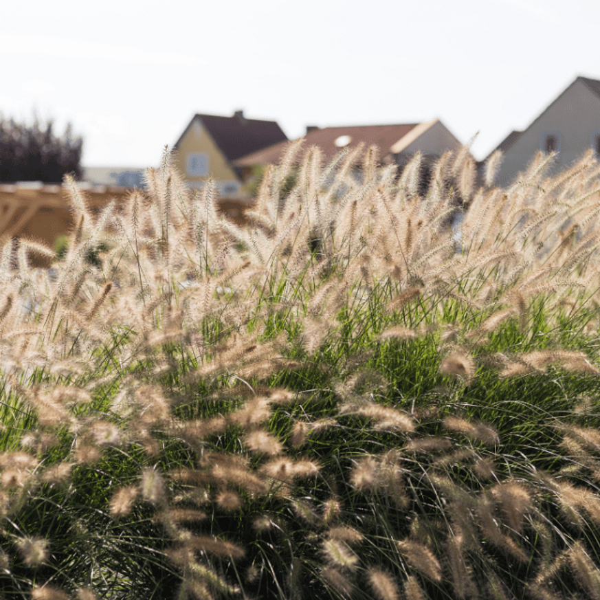 Pennisetum alopecuroides - Tollborzfű