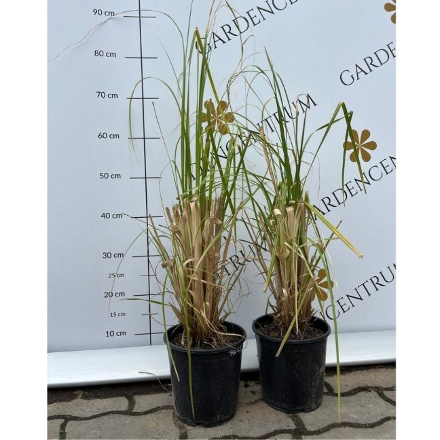 Cortaderia selloana - Rózsaszín pampafű Cortaderia selloana - Rózsaszín pampafű