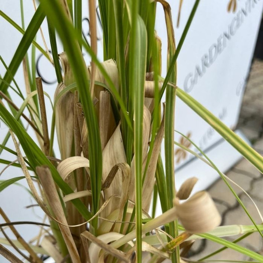 Cortaderia selloana - Rózsaszín pampafű Cortaderia selloana - Rózsaszín pampafű