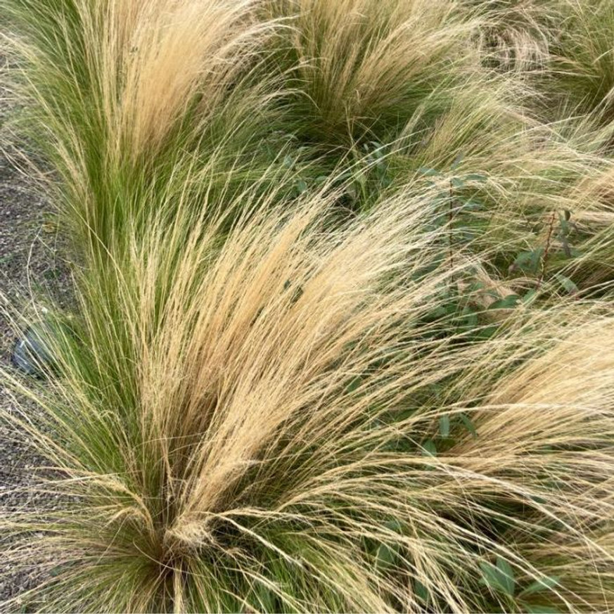 Stipa Pony Tails CS9 - Mexikói árvalányhaj Stipa Pony Tails CS9 - Mexikói árvalányhaj