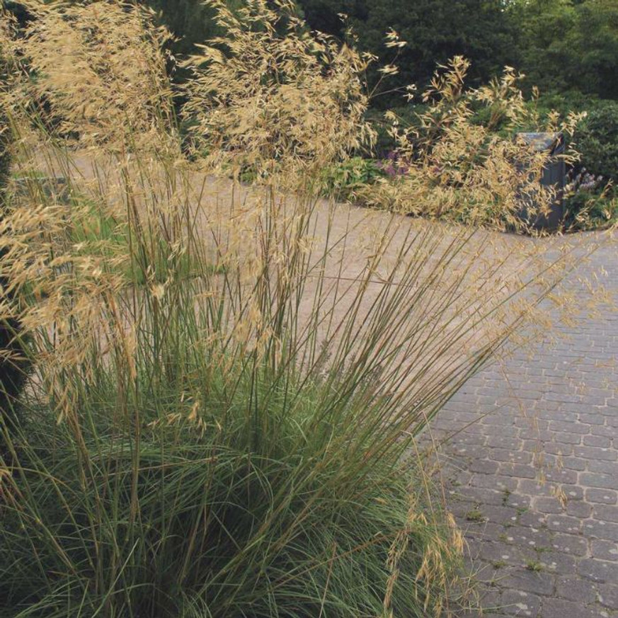 Stipa gigantea - Óriás árvalányhaj