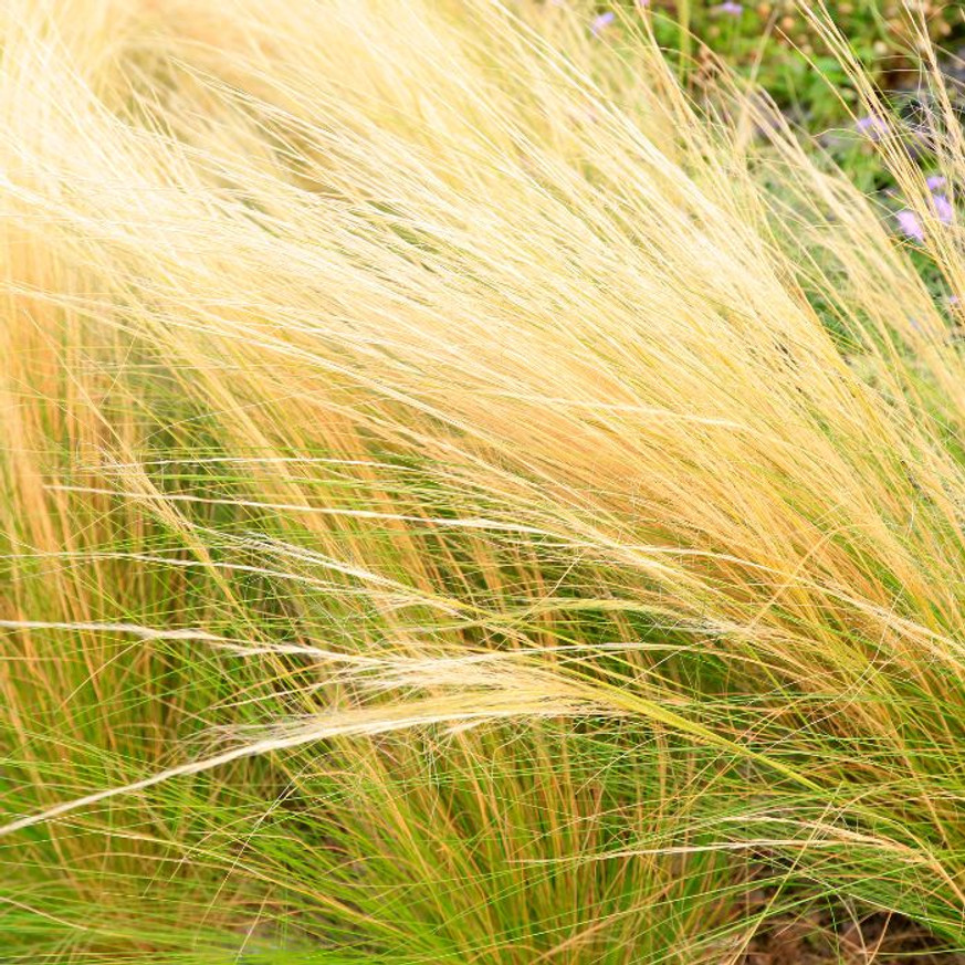 Stipa Pony Tails CS9 - Mexikói árvalányhaj Stipa Pony Tails CS9 - Mexikói árvalányhaj