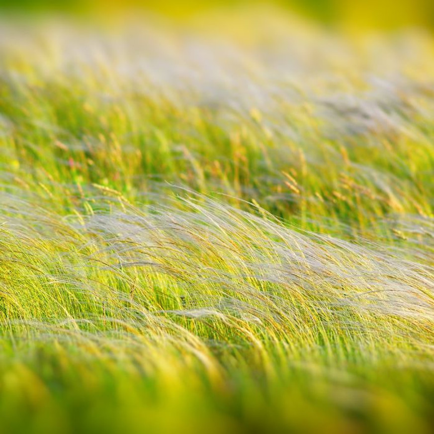 Stipa Pony Tails CS9 - Mexikói árvalányhaj Stipa Pony Tails CS9 - Mexikói árvalányhaj
