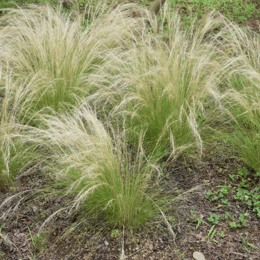 Stipa Pony Tails CS9 - Mexikói árvalányhaj Stipa Pony Tails CS9 - Mexikói árvalányhaj