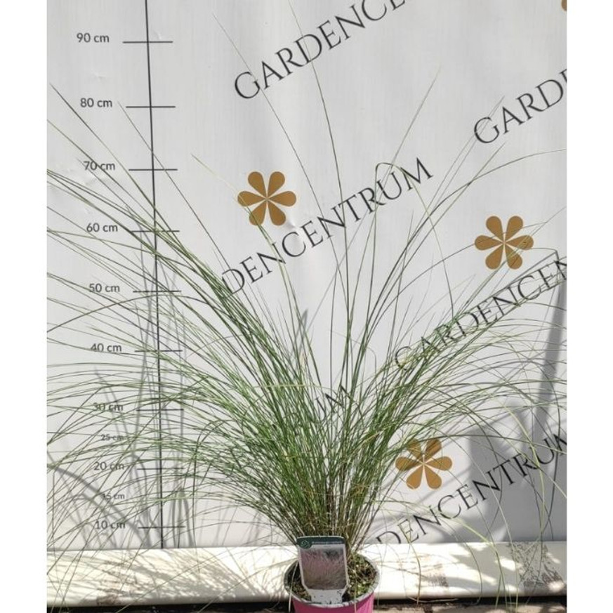 Muhlenbergia sp - Vattacukorfű Muhlenbergia sp - Vattacukorfű
