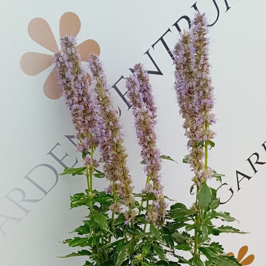 Agastache sp. - Kék virágzatú izsópfű Agastache sp. - Kék virágzatú izsópfű