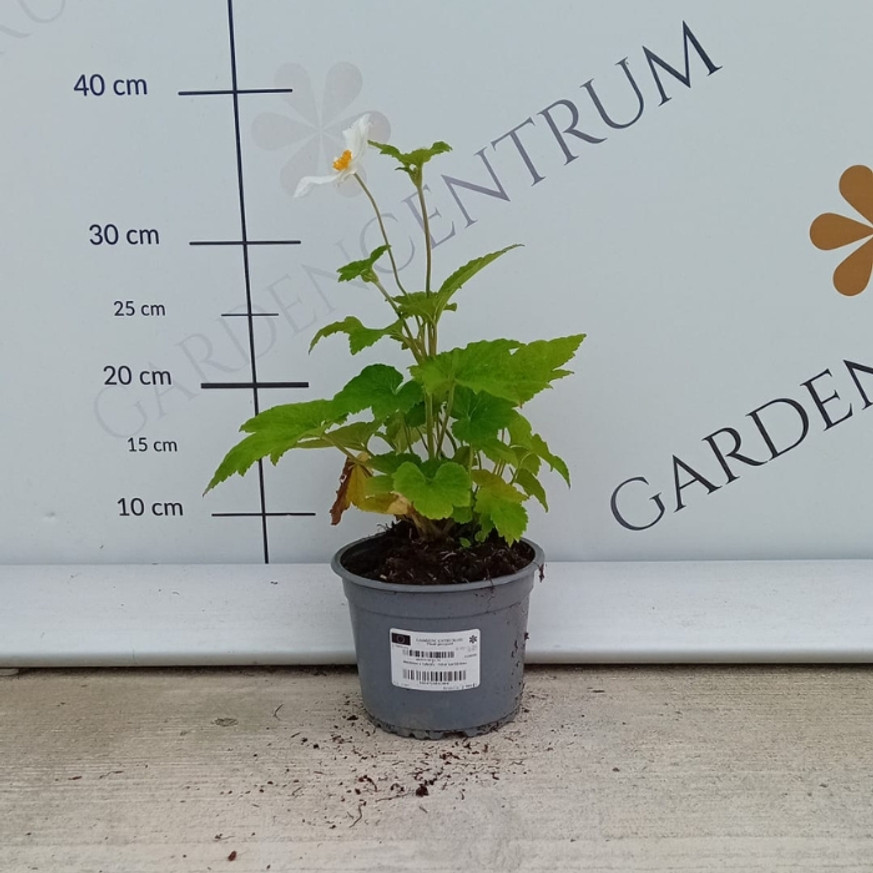 Anemone x hybrida - Fehér szellőrózsa
