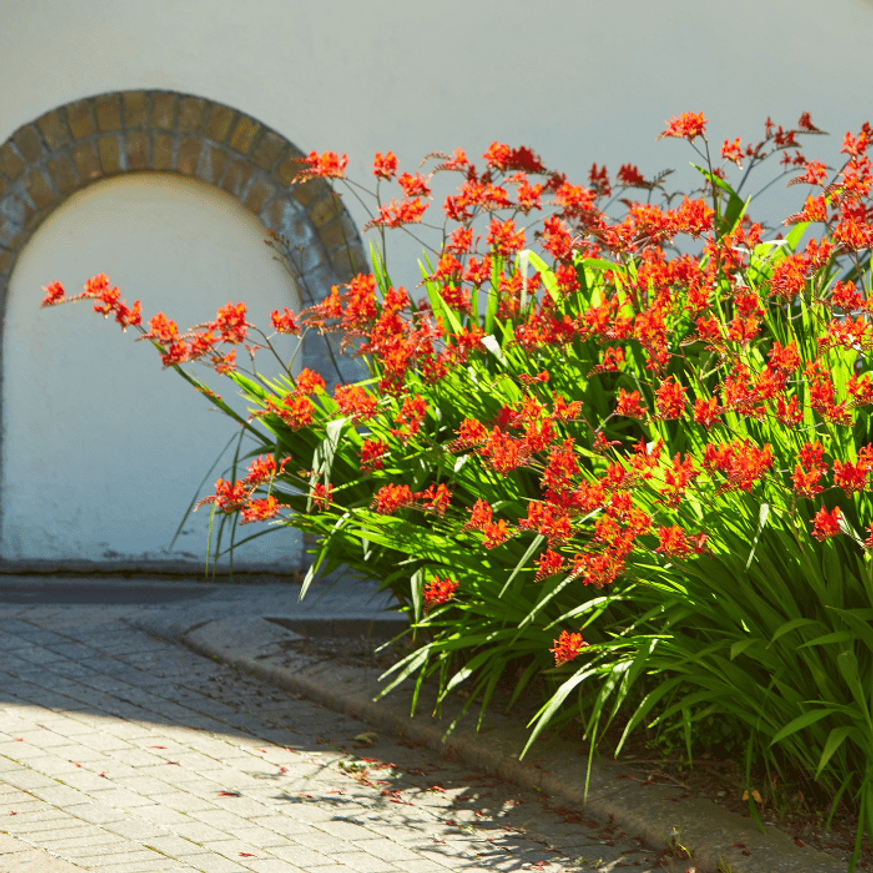 Crocosmia Lucifer - Kerti sáfrányfű