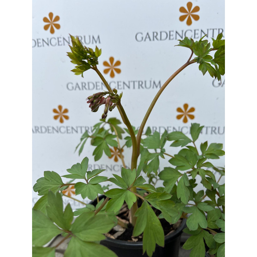 Dicentra spectabilis CS15 - Szívvirág