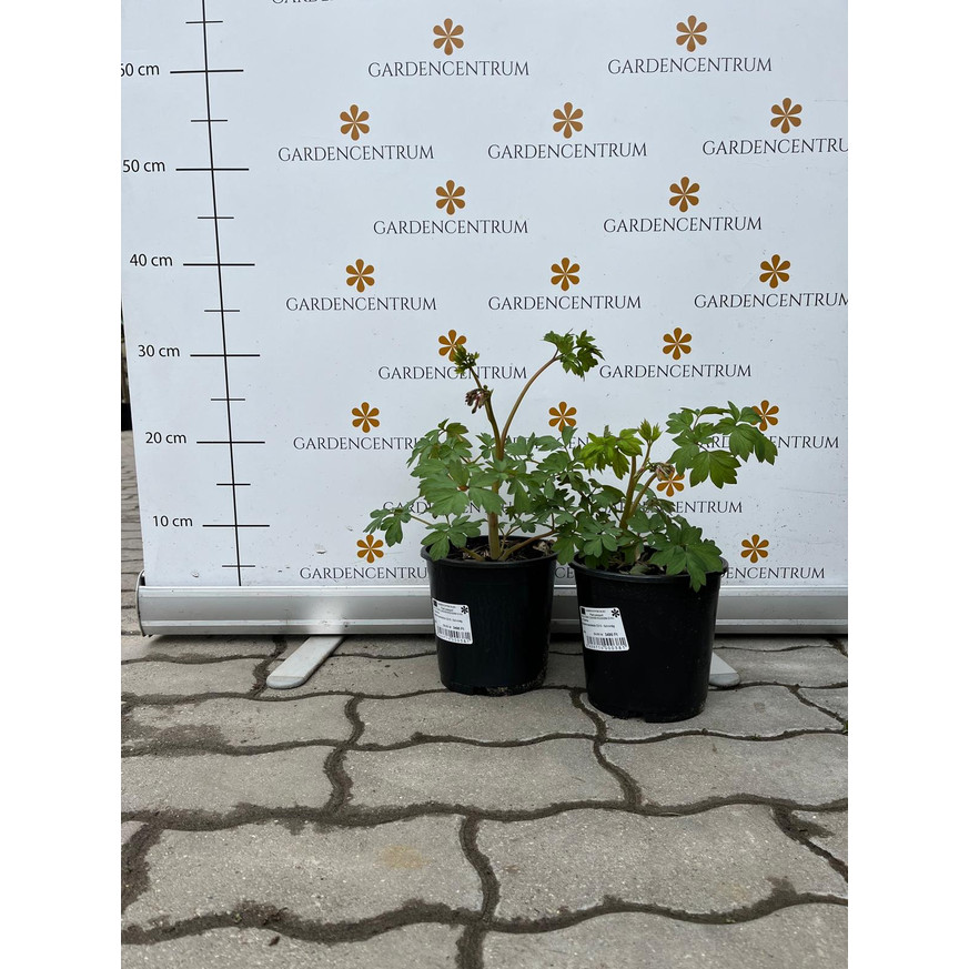 Dicentra spectabilis CS15 - Szívvirág