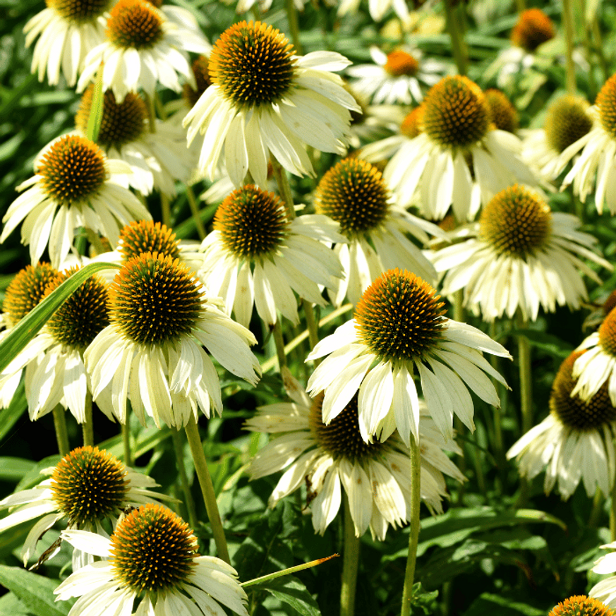 Echinacea purpurea - Fehér kasvirág