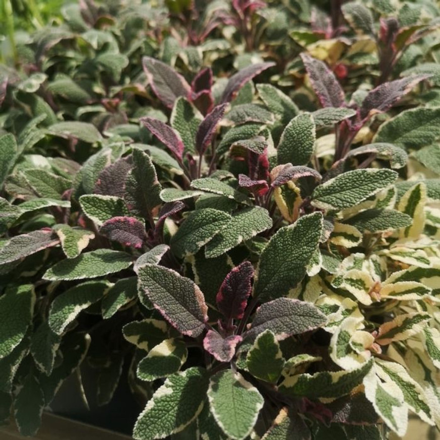 Salvia officinalis - Tarka levelű orvosi zsálya Salvia officinalis - Tarka levelű orvosi zsálya