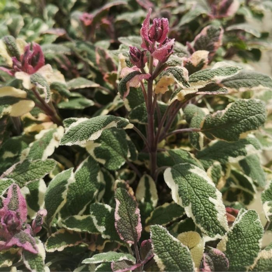 Salvia officinalis - Tarka levelű orvosi zsálya Salvia officinalis - Tarka levelű orvosi zsálya