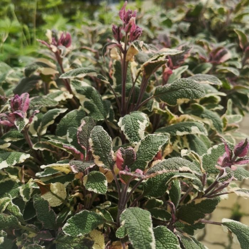 Salvia officinalis - Tarka levelű orvosi zsálya Salvia officinalis - Tarka levelű orvosi zsálya