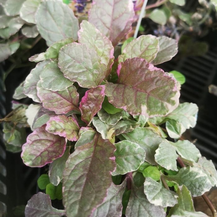 Ajuga reptans Burgundy Glow CS9 - Tarka levelű ínfű