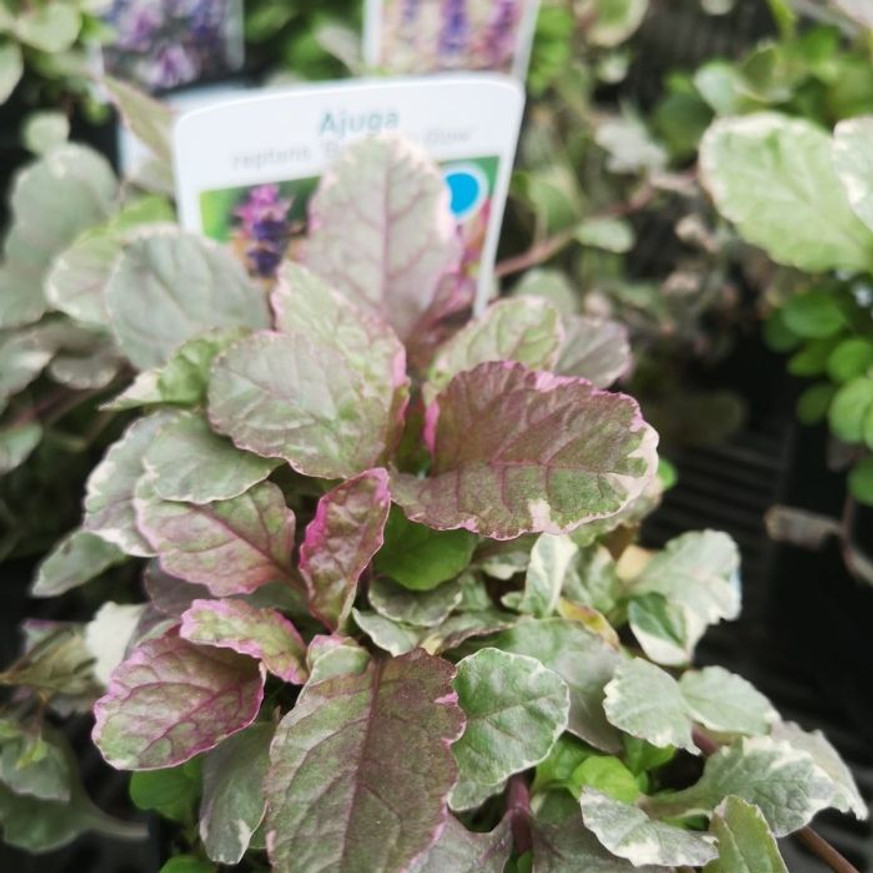 Ajuga reptans Burgundy Glow CS9 - Tarka levelű ínfű
