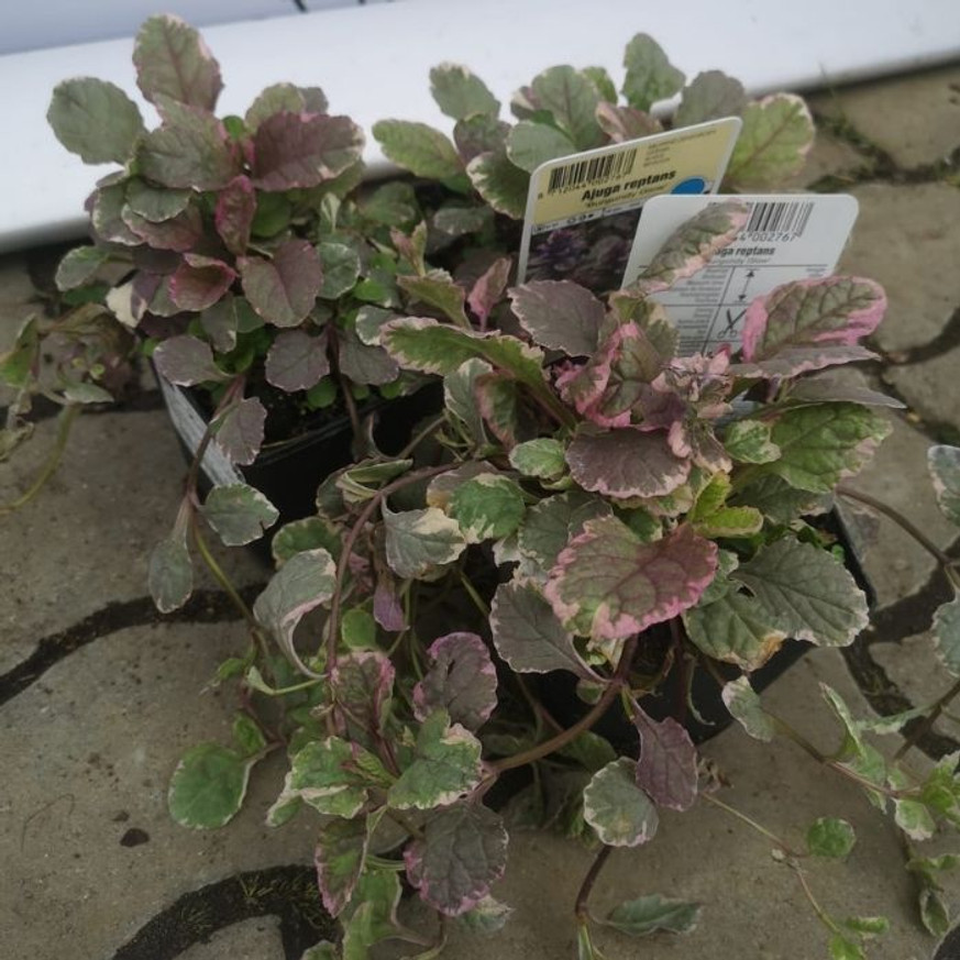 Ajuga reptans Burgundy Glow CS9 - Tarka levelű ínfű