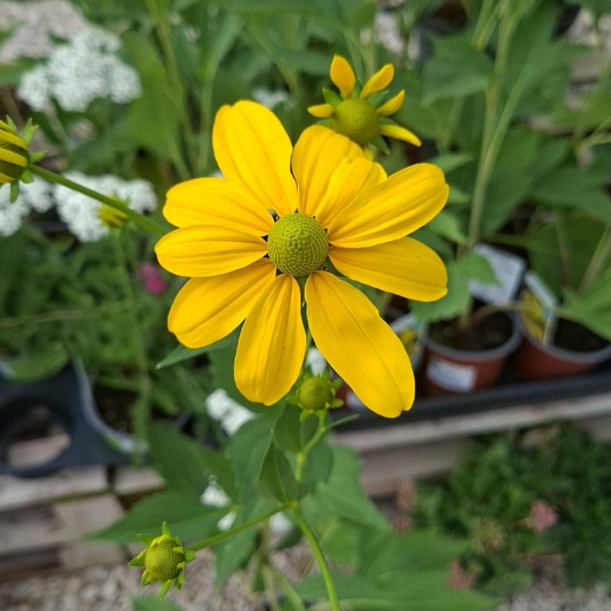 Rudbeckia nitida Herbstsonne - Kúpvirág Rudbeckia nitida Herbstsonne - Kúpvirág