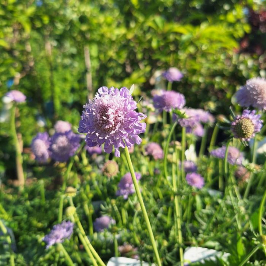 Scabiosa columbaria Blue - Galambszínű ördögszem Scabiosa columbaria Blue - Galambszínű ördögszem