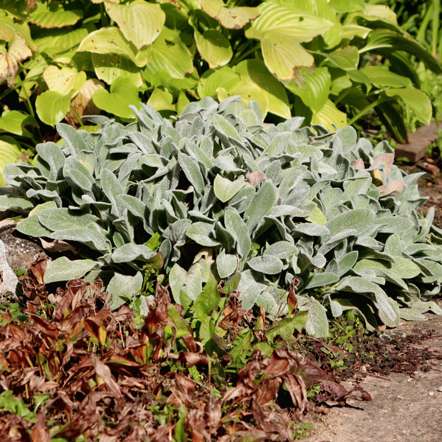 Stachys byzantina CS9 - Nyuszifül Stachys byzantina CS9 - Nyuszifül