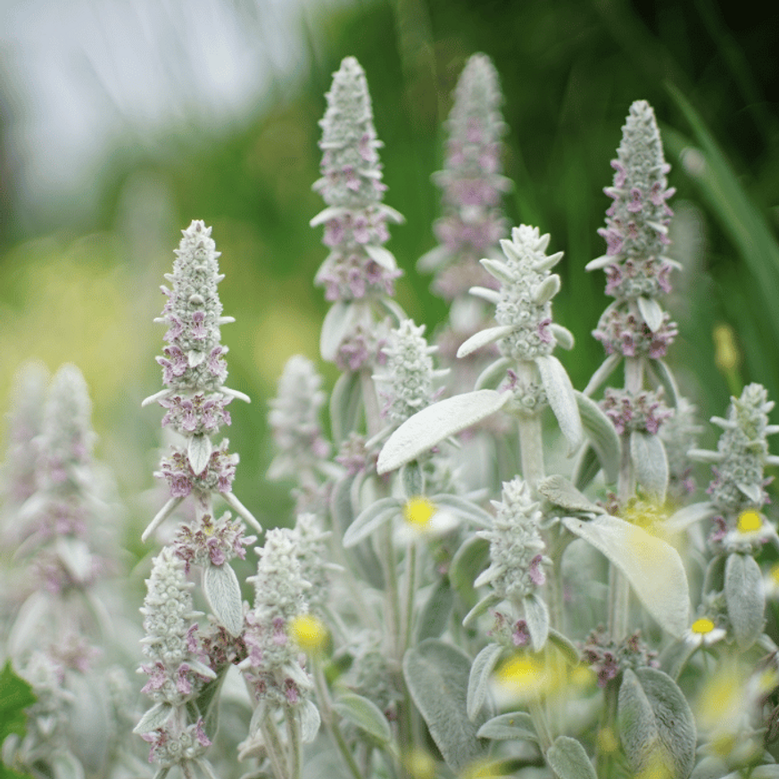 Stachys byzantina CS9 - Nyuszifül
