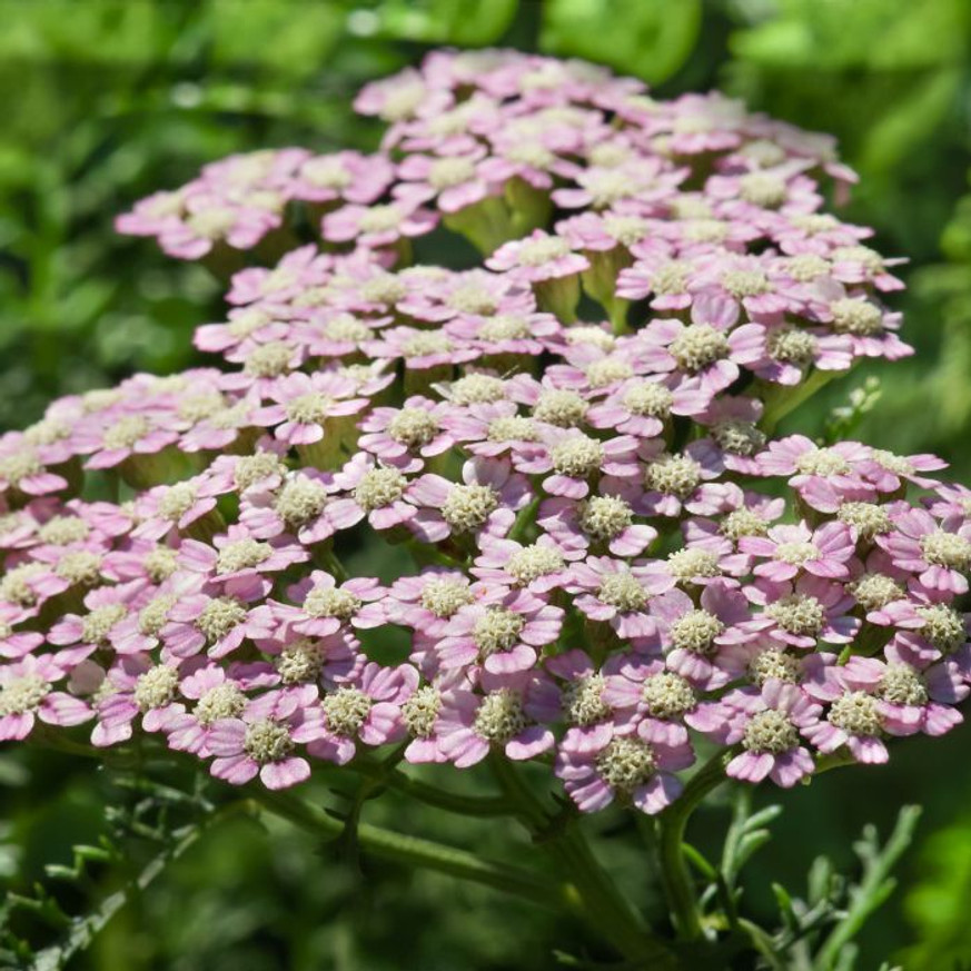 Achillea millefolium Liliac Beauty - Halványlila cickafark Achillea millefolium Liliac Beauty - Halványlila cickafark
