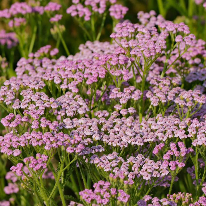 Achillea millefolium Liliac Beauty - Halványlila cickafark Achillea millefolium Liliac Beauty - Halványlila cickafark