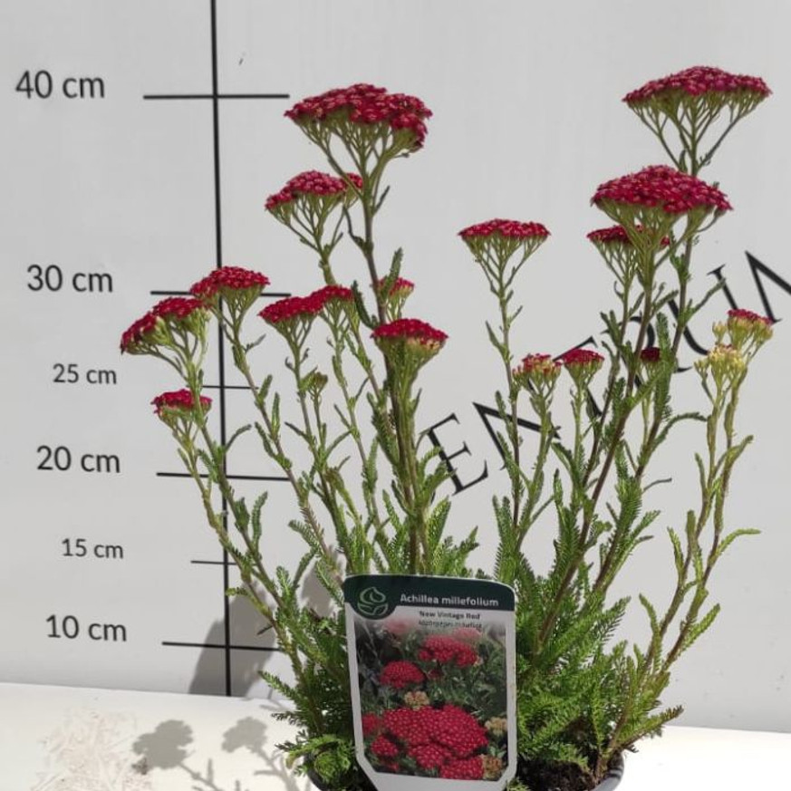 Achillea millefolium K2 - Cseresznyepiros cickafark
