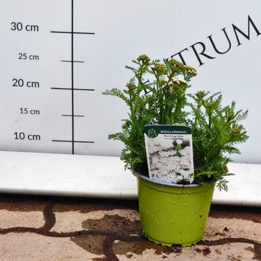 Achillea millefolium - Fehér cickafark