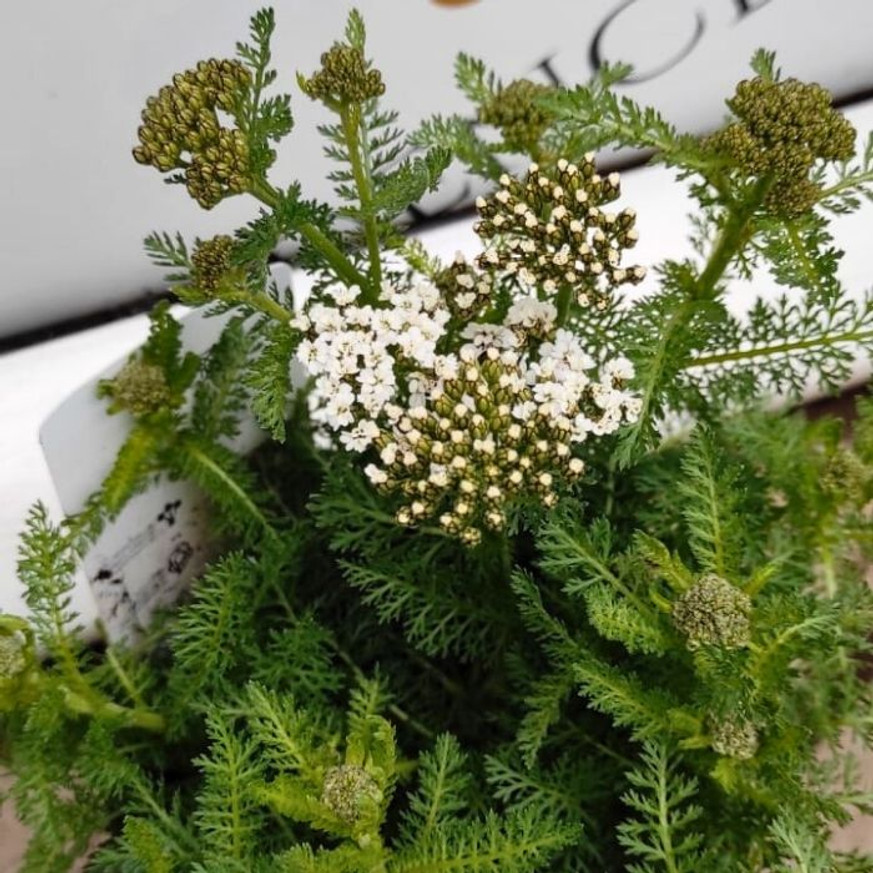 Achillea millefolium - Fehér cickafark