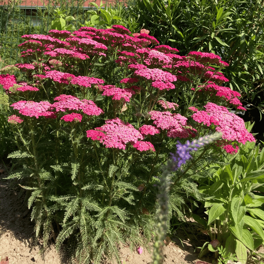 Achillea millefolium - Rózsaszín cickafark