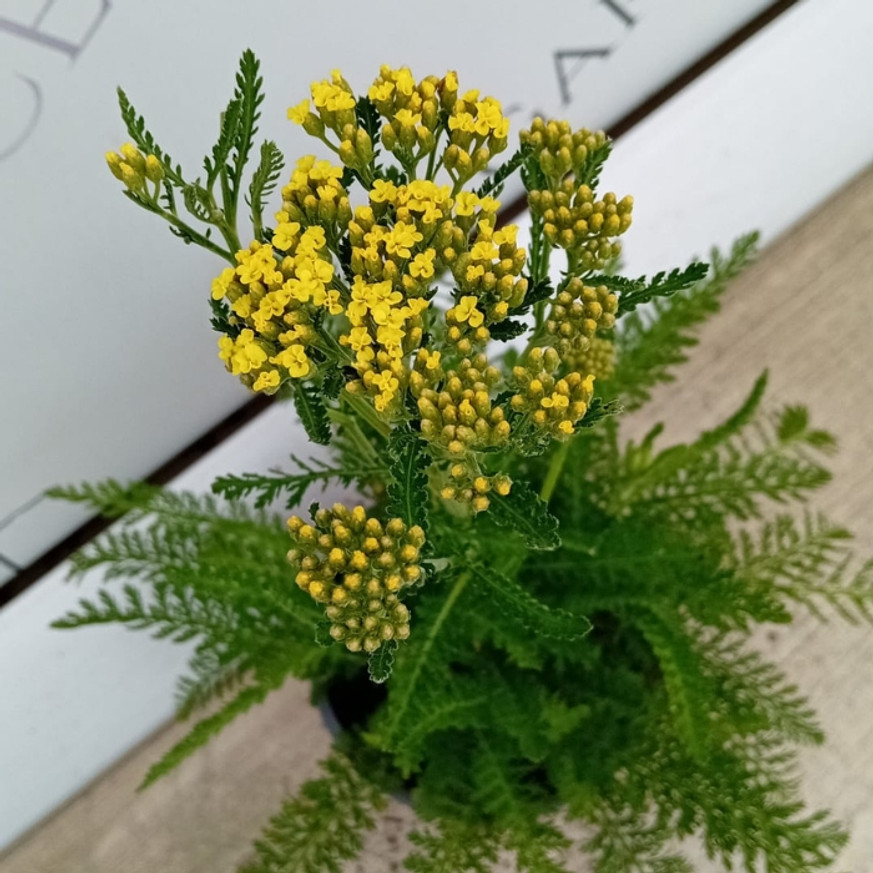 Achillea millefolium - Sárga cickafark