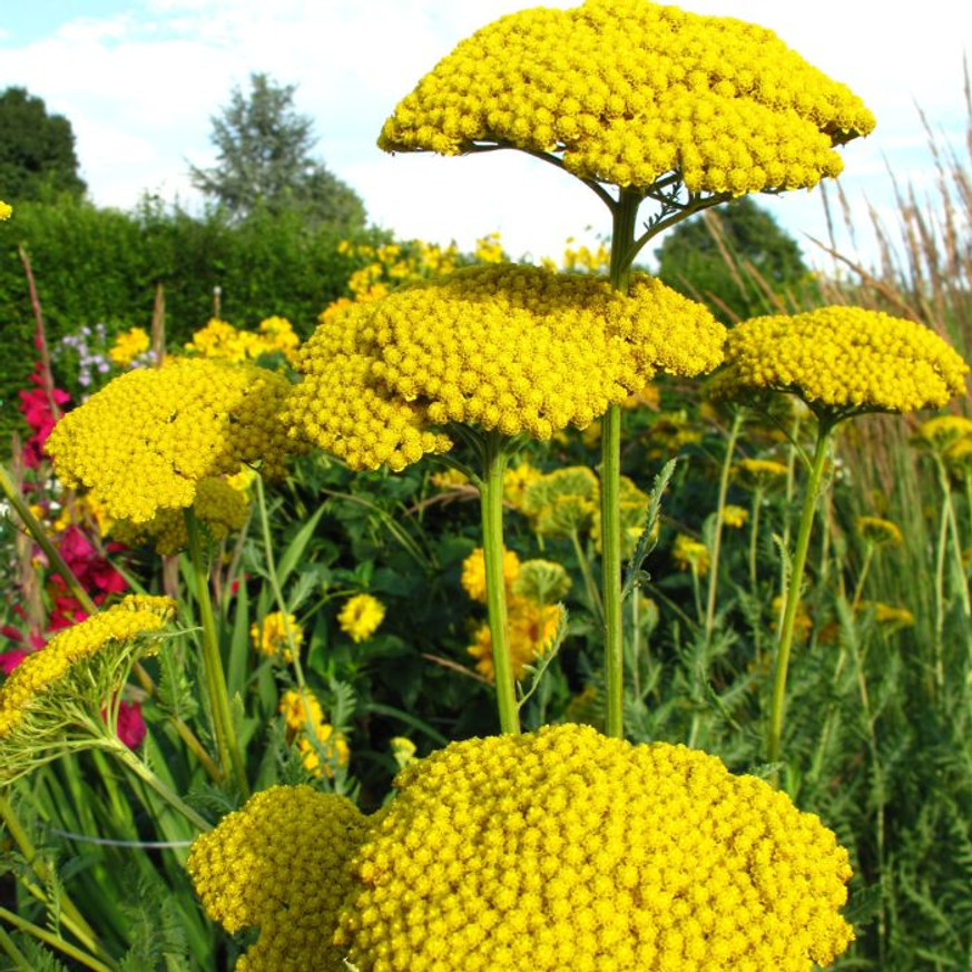 Achillea millefolium - Sárga cickafark