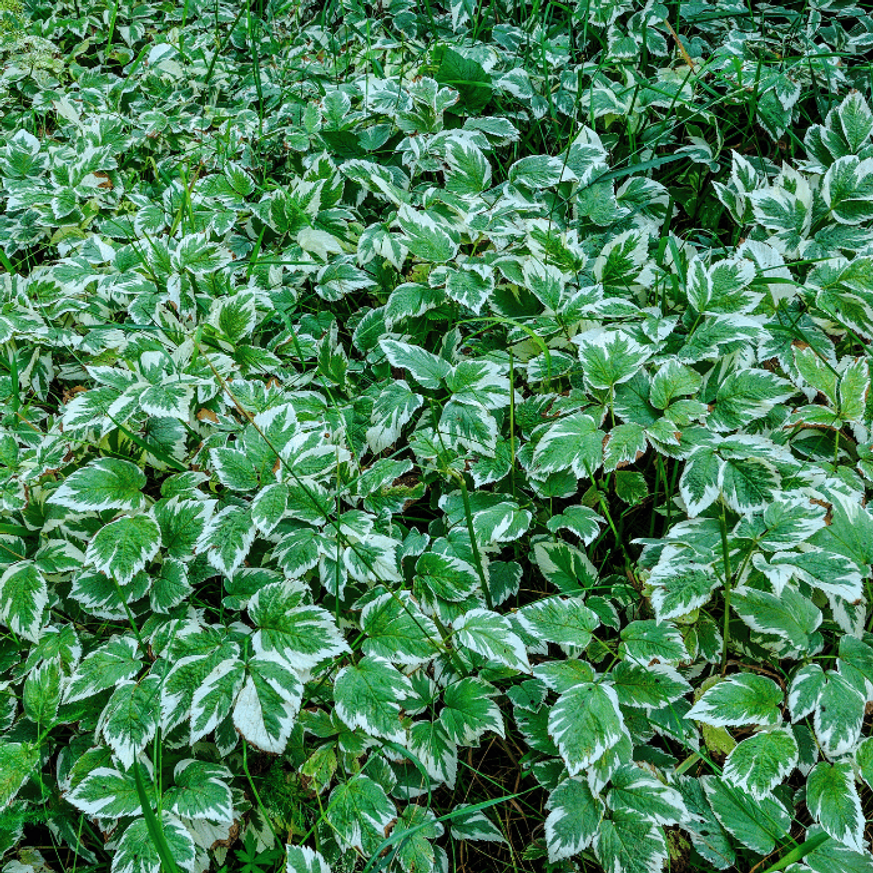 Aegopodium podagraria Variegatum P9 - Podagrafű