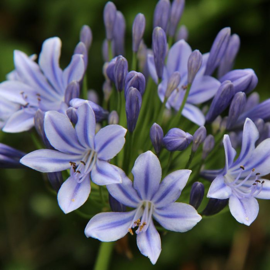 Agapanthus sp - Szerelemvirág