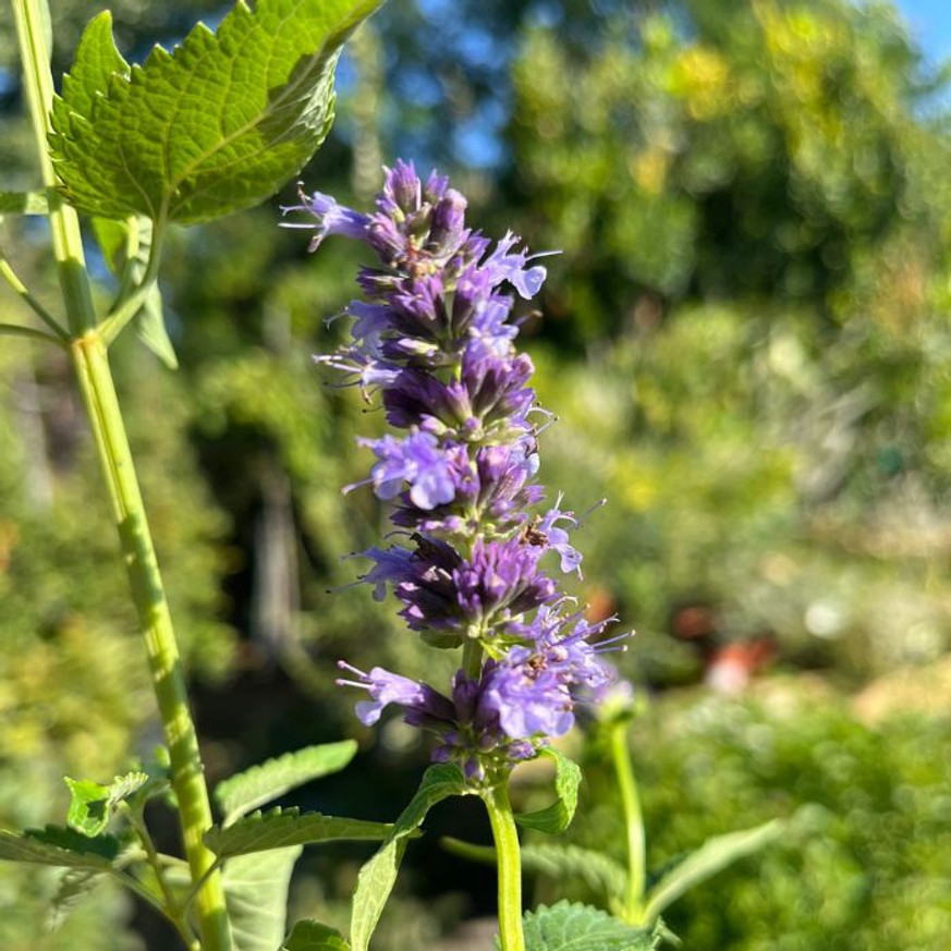 Agastache sp. - Kék virágzatú izsópfű Agastache sp. - Kék virágzatú izsópfű