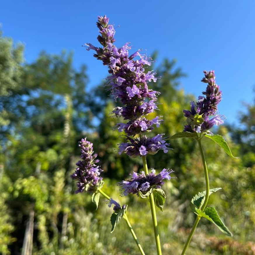 Agastache sp. - Kék virágzatú izsópfű Agastache sp. - Kék virágzatú izsópfű
