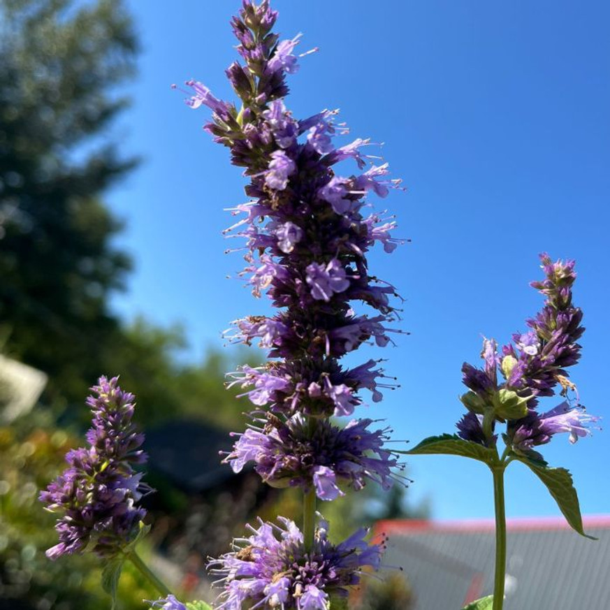 Agastache sp. - Kék virágzatú izsópfű Agastache sp. - Kék virágzatú izsópfű